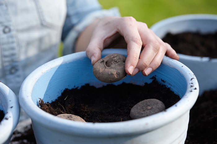 A Beginner’s Guide To Growing Your Own At-Home Garden