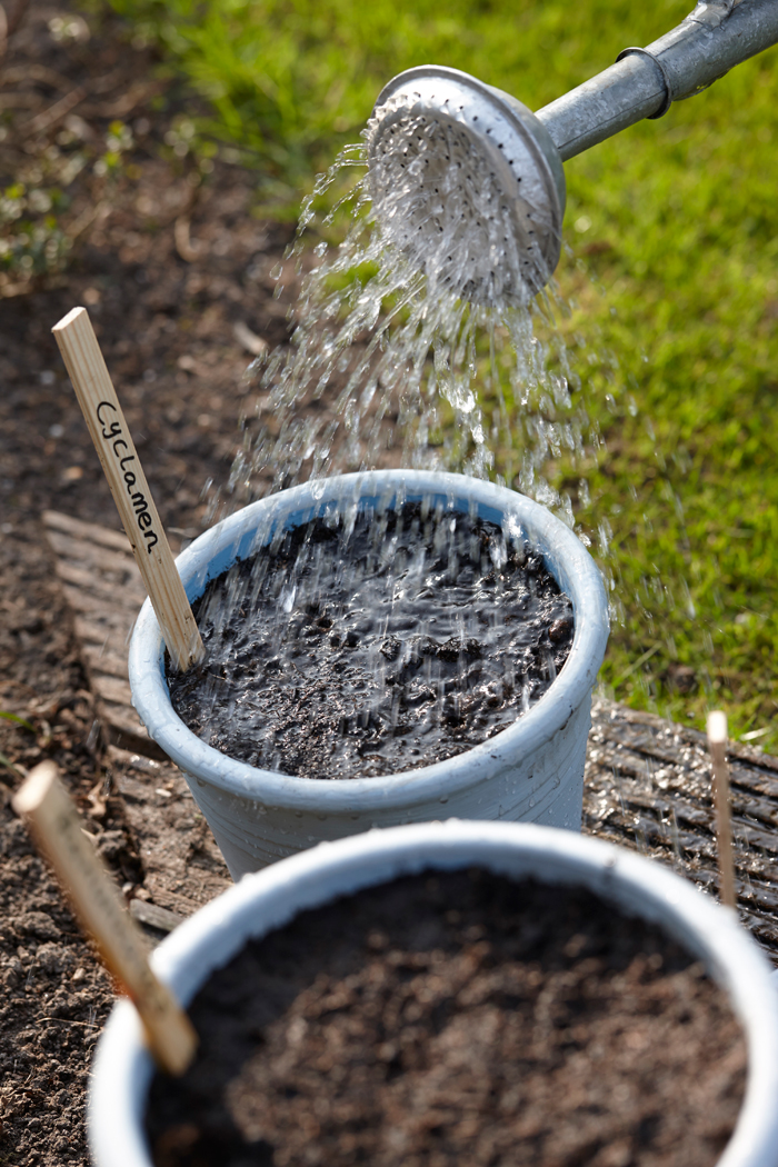 A Beginner’s Guide To Growing Your Own At-Home Garden