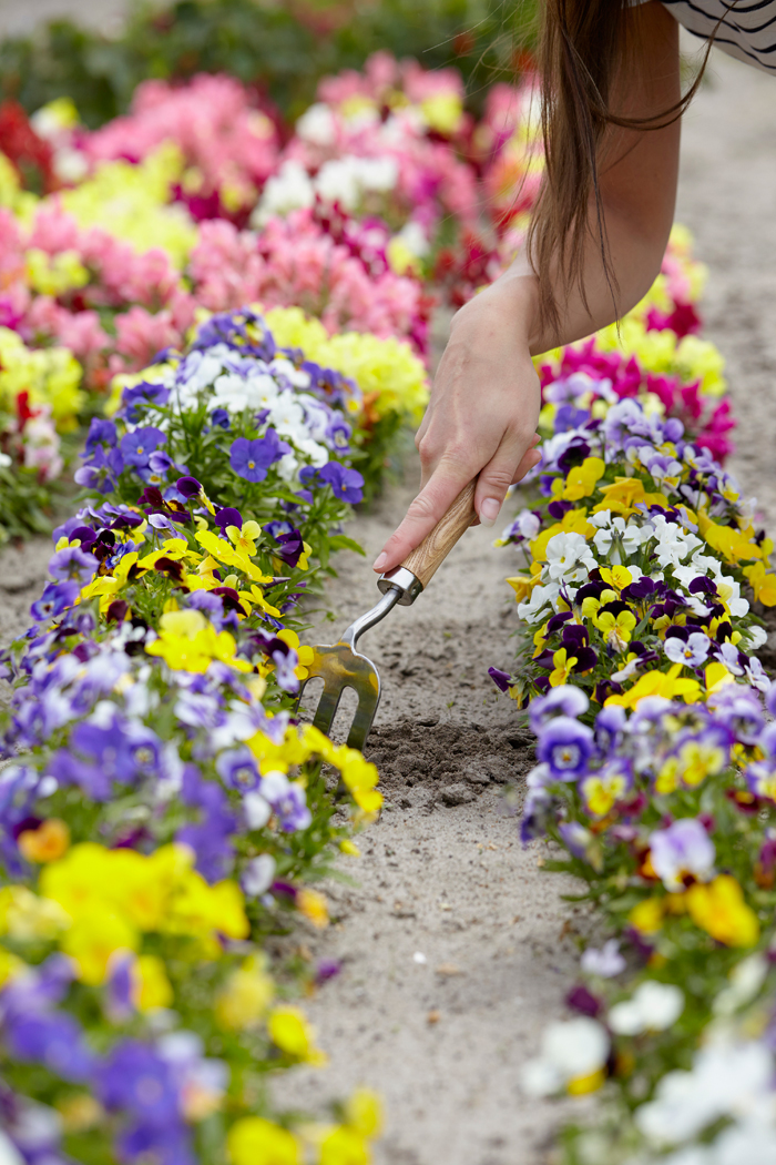 A Beginner’s Guide To Growing Your Own At-Home Garden